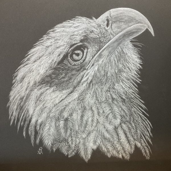White Tailed Eagle on Black